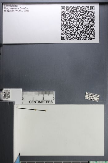 Media type: image;   Entomology 548811